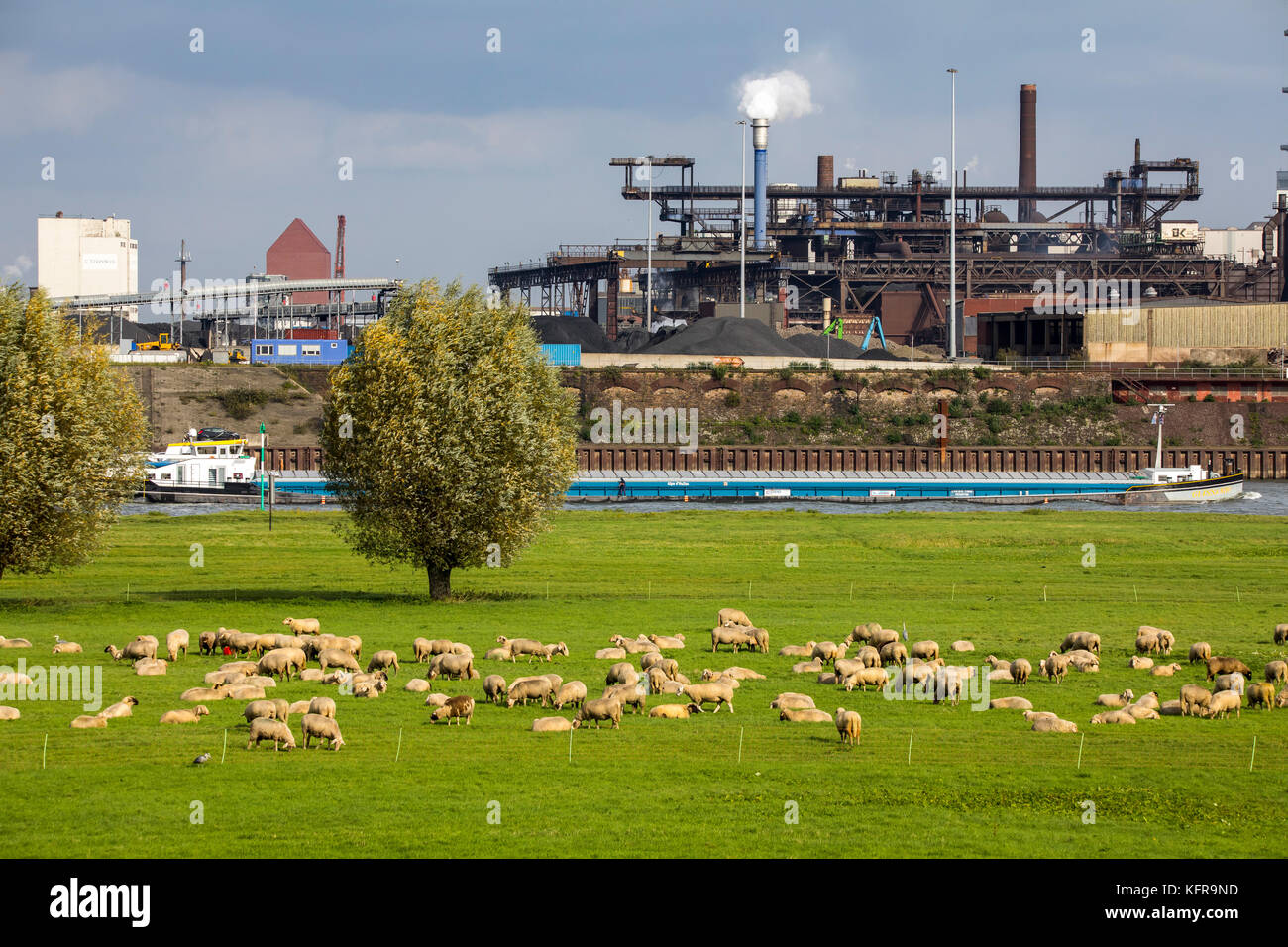 Prairies du rhin,à Duisburg, Allemagne, les moutons hochemmerich, pont au-dessus du Rhin, de l'industrie, rivière cargo, Steel works, Banque D'Images