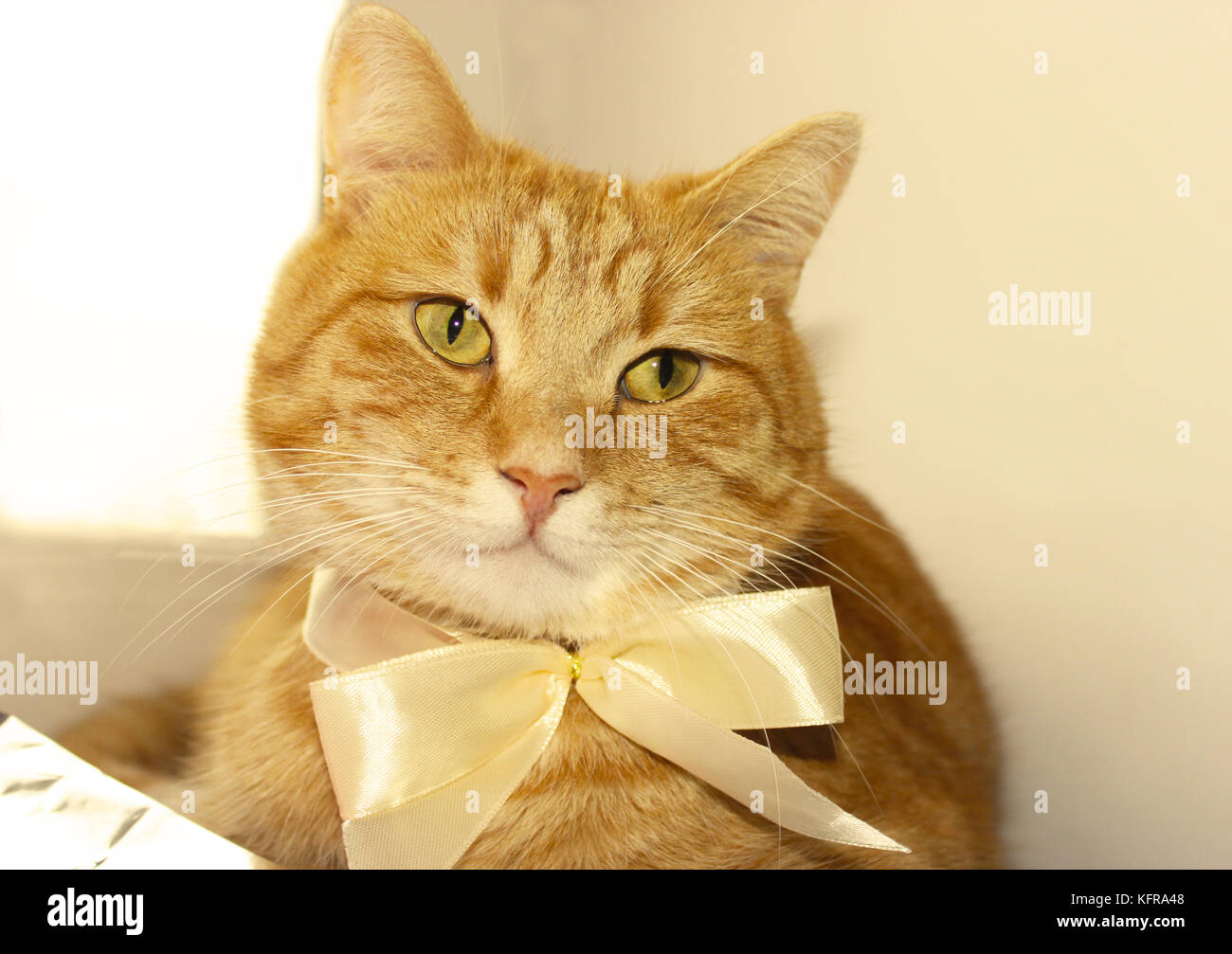 Beau rouge chat mignon sheva avec arc blanc prêt à bien habillés de Noël Banque D'Images