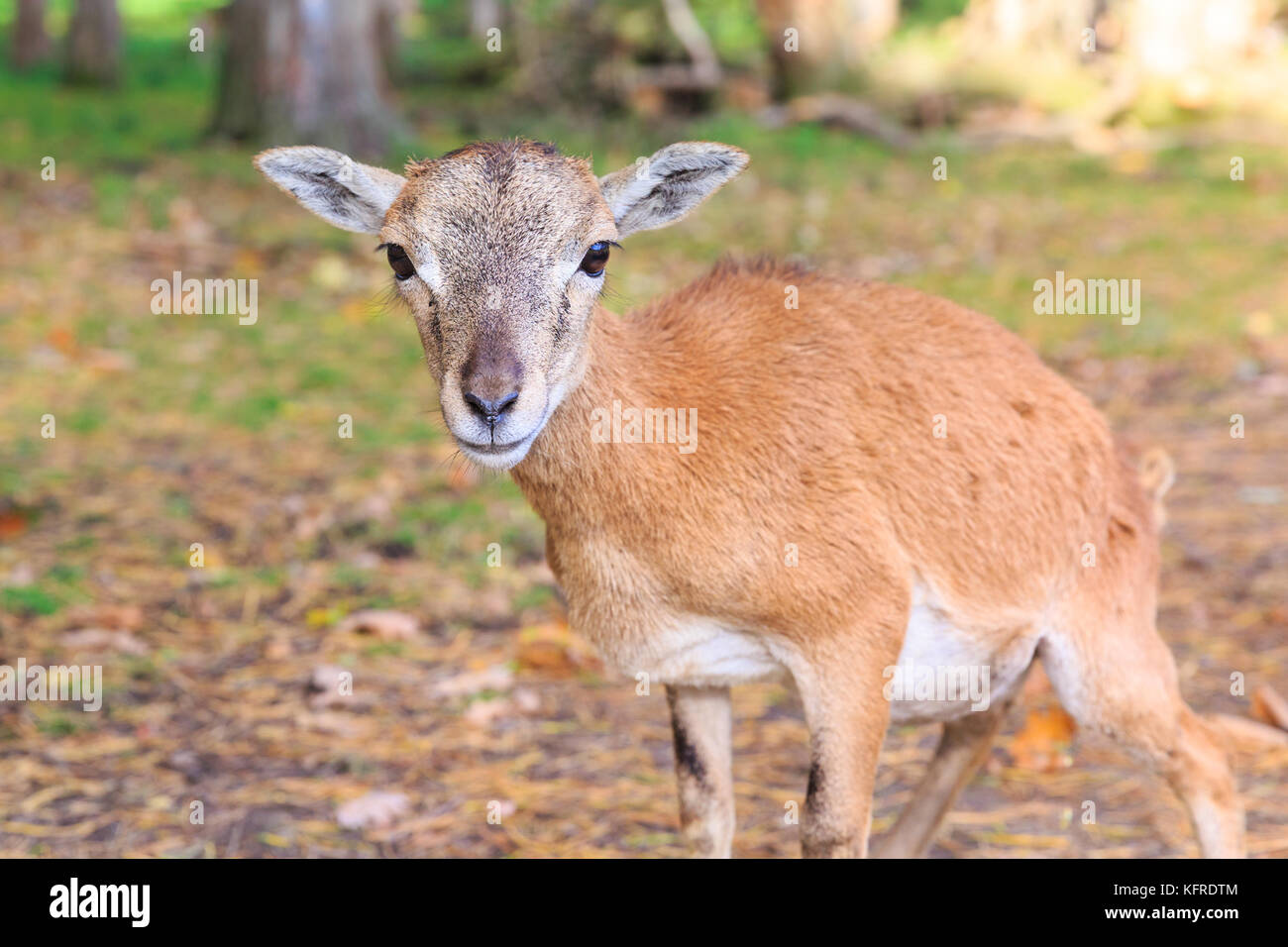 Mouflon européen (ovis orientalis musimon) brebis, gros plan de la femelle dans les bois, Allemagne Banque D'Images