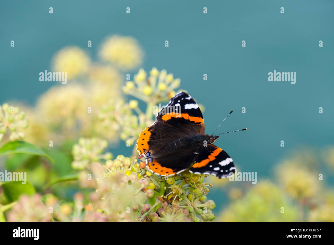 Fermer : d'un papillon Vulcain (Vanessa atalanta) sur les fleurs de lierre (Hedera helix) par la mer à la fin de l'été au début de l'automne. En Angleterre, Royaume-Uni, Angleterre Banque D'Images