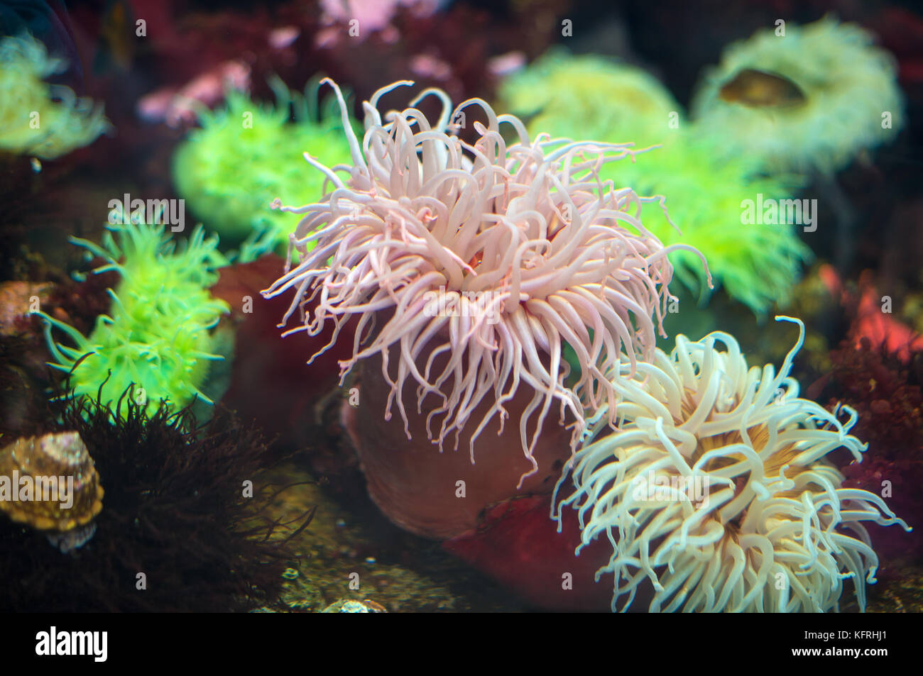Anémones de mer dans les eaux côtières. Bunodontis reynaudi. Banque D'Images