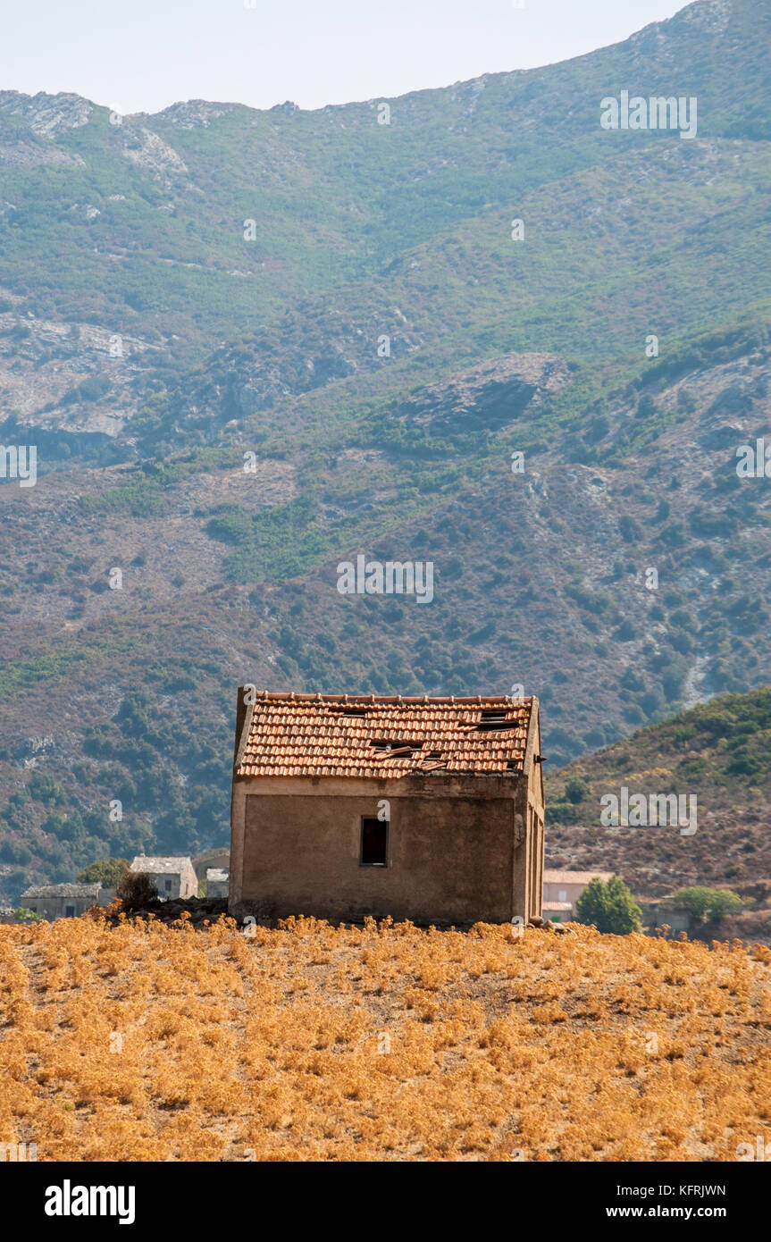 Corse : une grange en ruine dans un champ de blé dans la campagne de Patrimonio, village de haute corse entouré de vertes collines et vignobles Banque D'Images