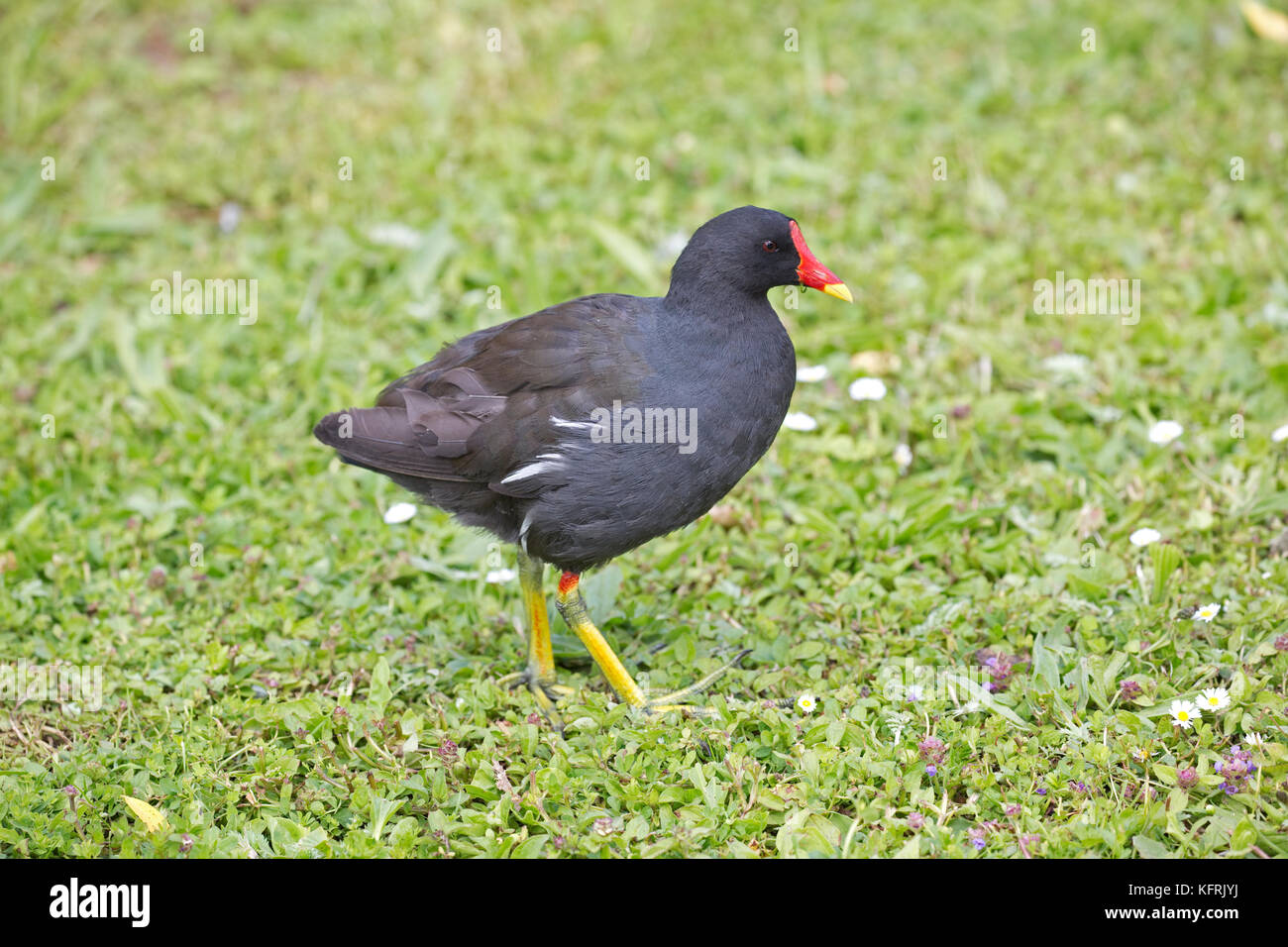 La Gallinule poule-d'slimbridge Wildfowl & Wetlands Trust, Royaume-Uni Banque D'Images