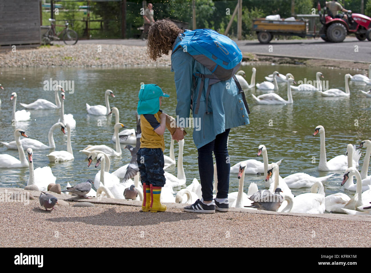 Femme et enfant nourrir cygnes slimbridge Wildfowl & Wetlands Trust, Royaume-Uni Banque D'Images