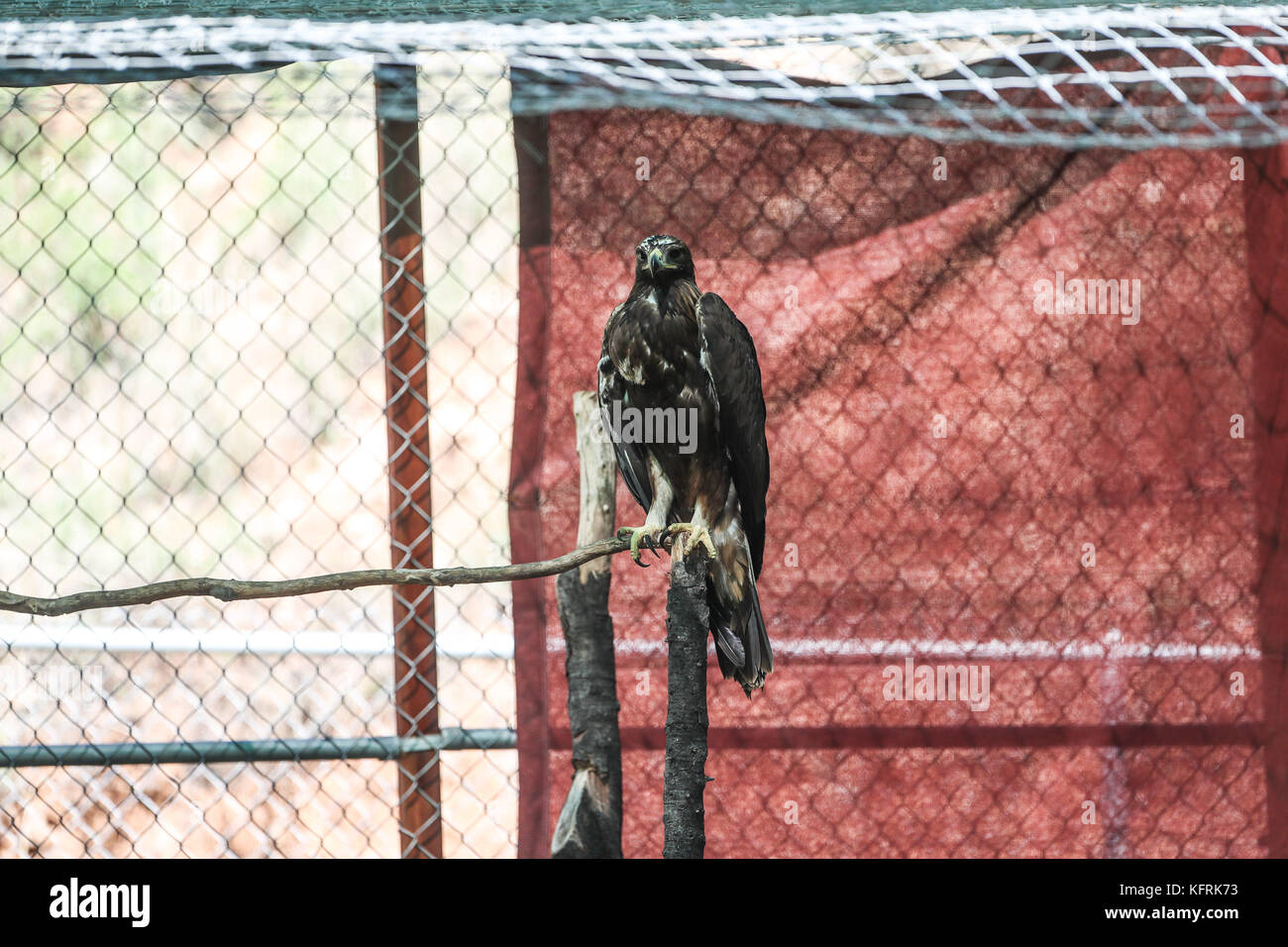 Un véritable aigle ou chrysaetos en captivité à l'intérieur d'un grand Cage iBird symbole du drapeau mexicain Banque D'Images