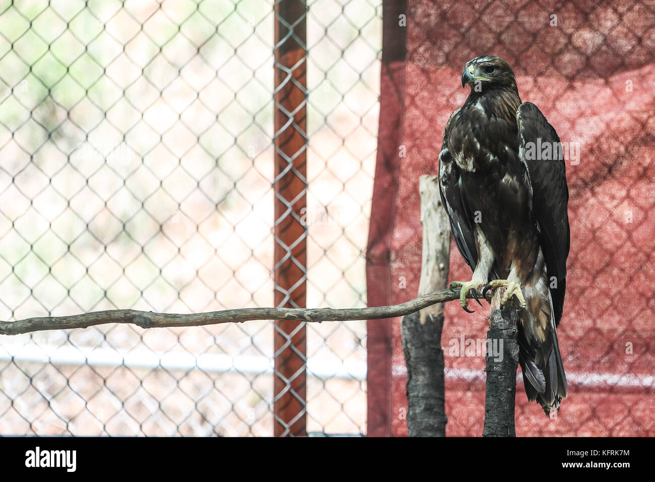 Un véritable aigle ou chrysaetos en captivité à l'intérieur d'un grand Cage iBird symbole du drapeau mexicain Banque D'Images