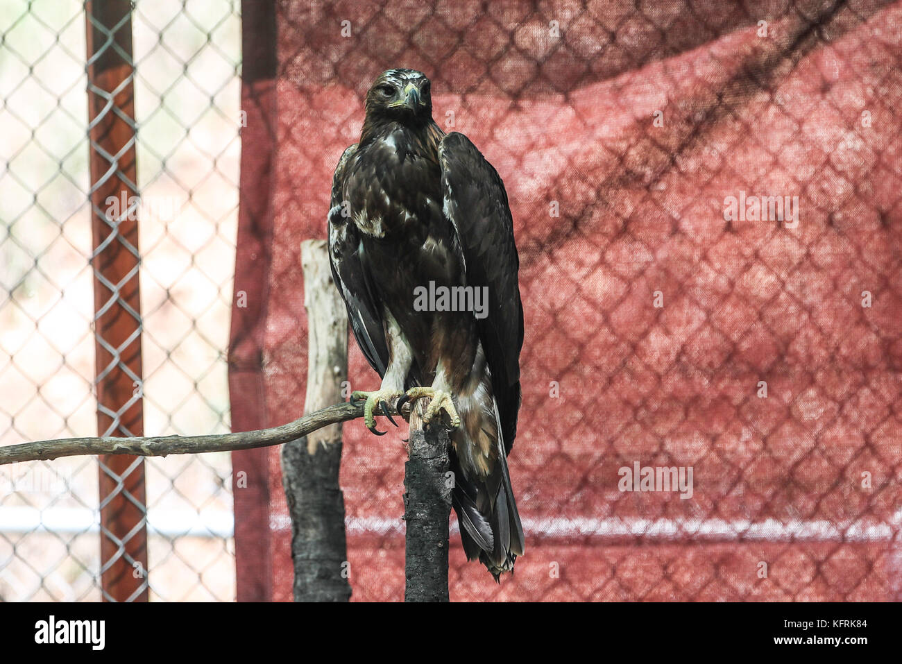 Un véritable aigle ou chrysaetos en captivité à l'intérieur d'un grand Cage iBird symbole du drapeau mexicain Banque D'Images