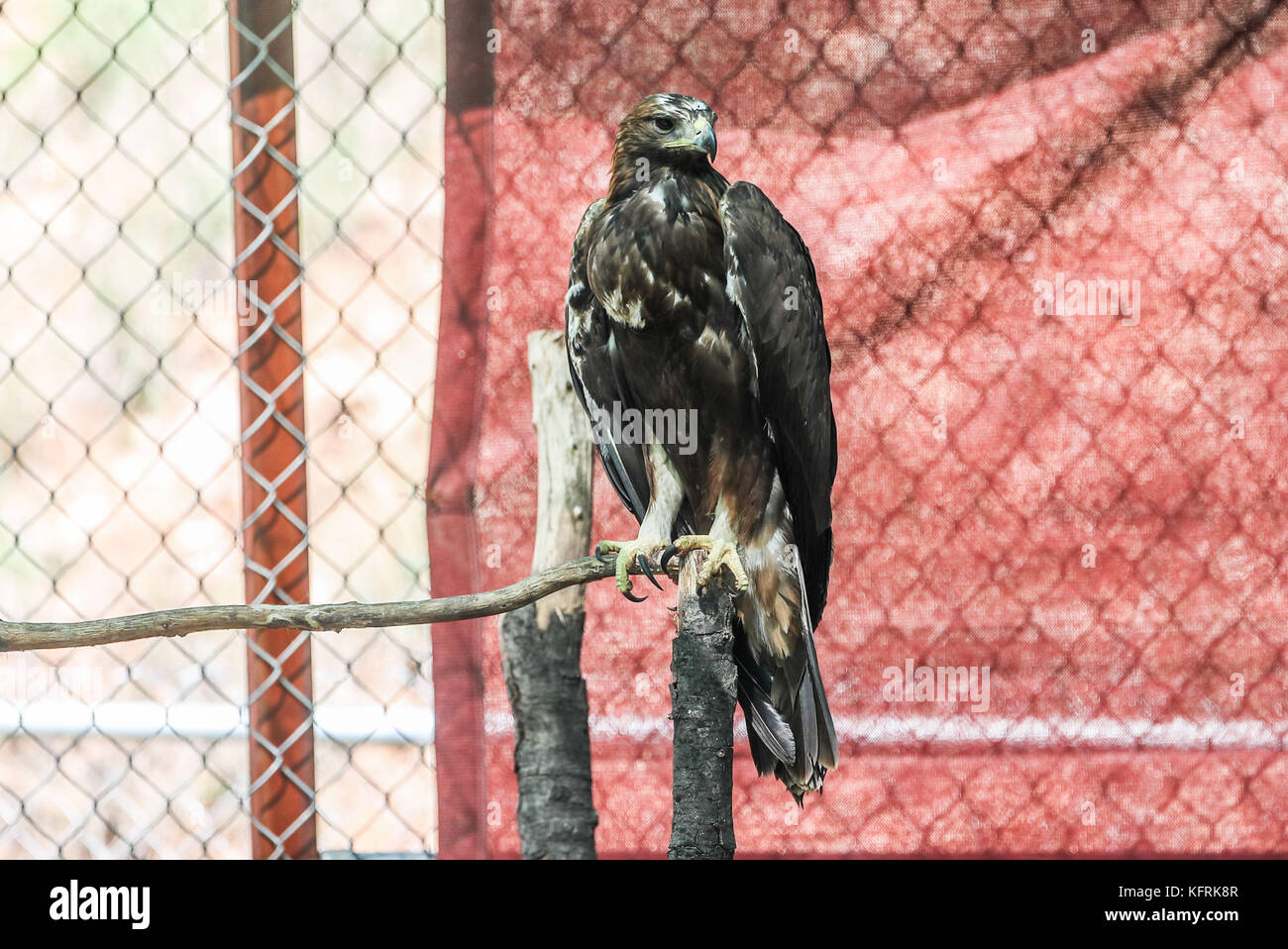 Un véritable aigle ou chrysaetos en captivité à l'intérieur d'un grand Cage iBird symbole du drapeau mexicain Banque D'Images
