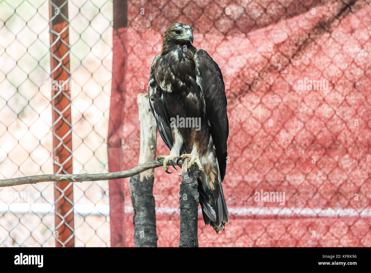 Un véritable aigle ou chrysaetos en captivité à l'intérieur d'un grand Cage iBird symbole du drapeau mexicain Banque D'Images