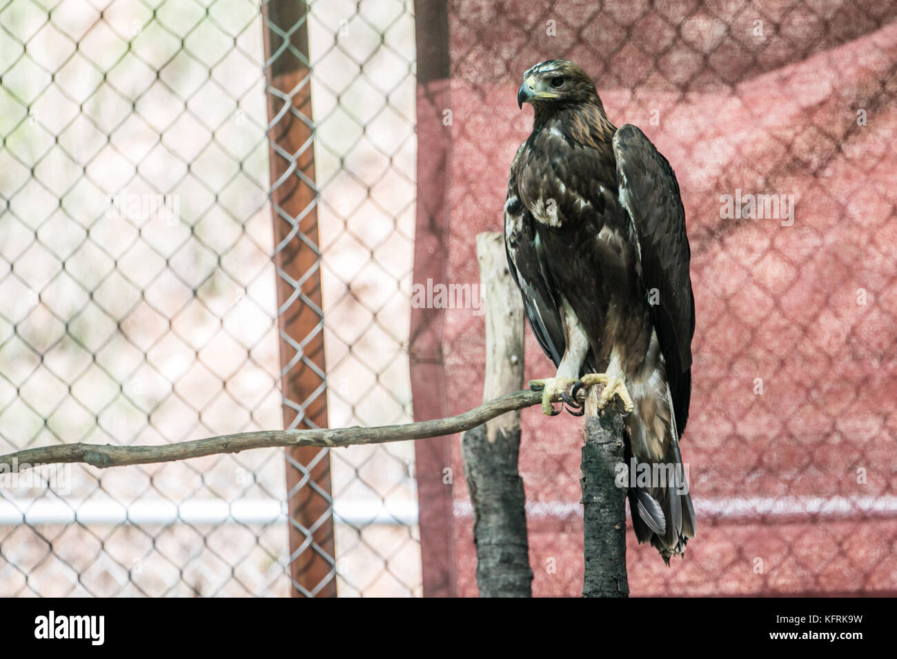 Un véritable aigle ou chrysaetos en captivité à l'intérieur d'un grand Cage iBird symbole du drapeau mexicain Banque D'Images