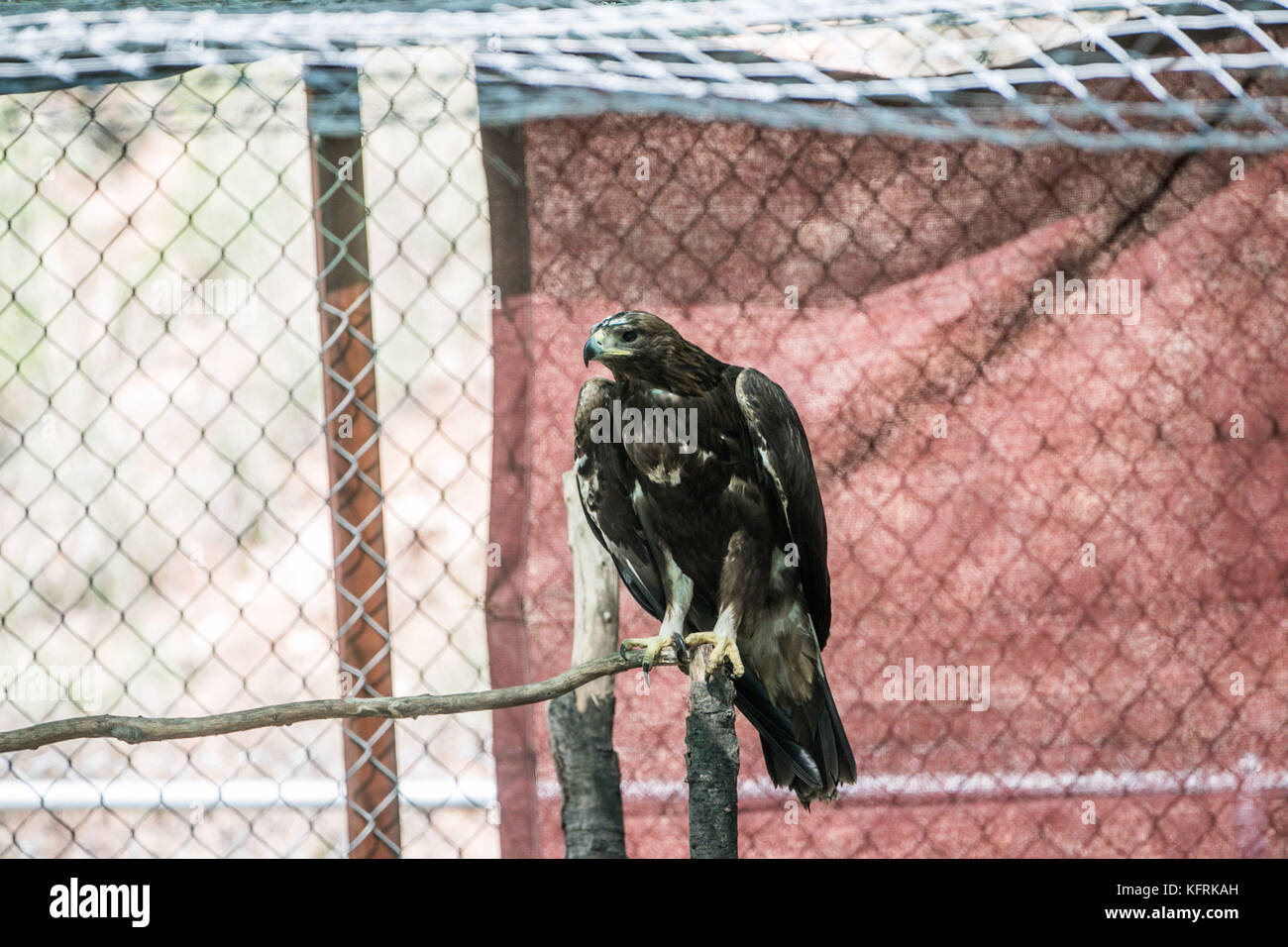 Un véritable aigle ou chrysaetos en captivité à l'intérieur d'un grand Cage iBird symbole du drapeau mexicain Banque D'Images