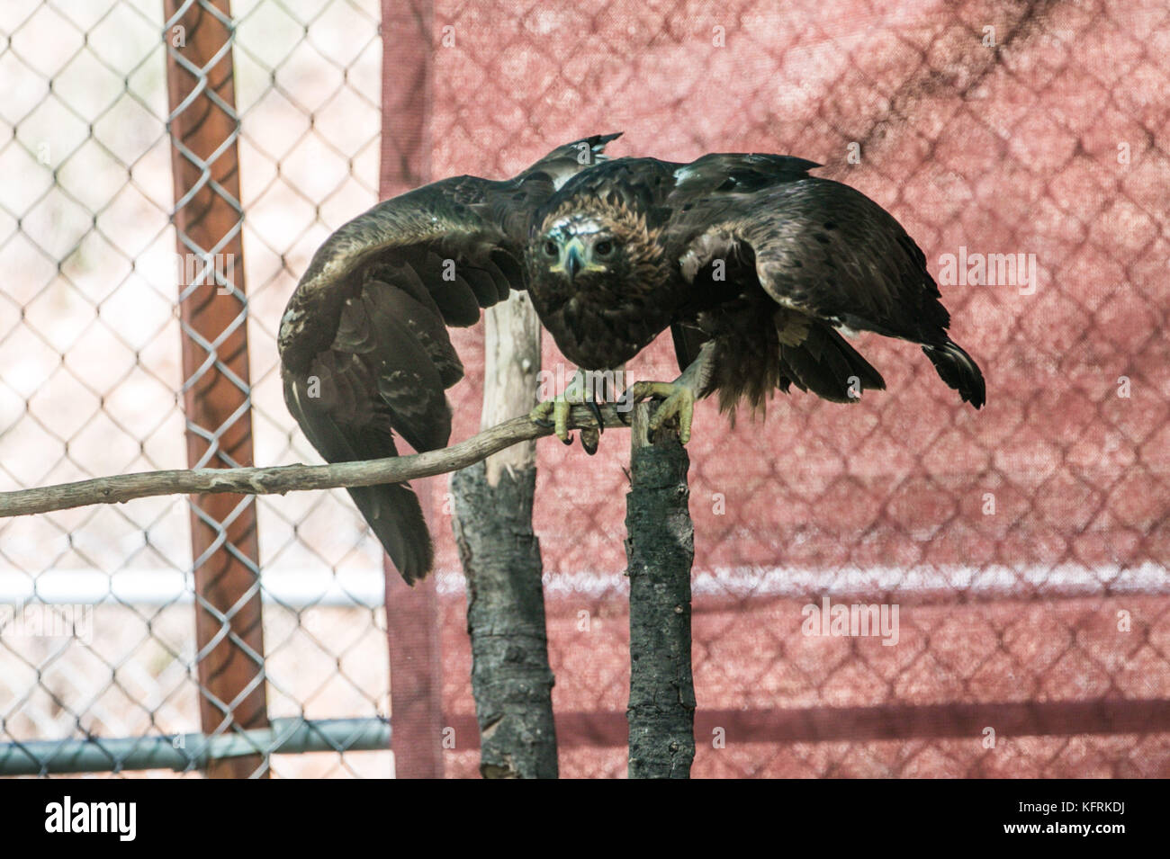 Un véritable aigle ou chrysaetos en captivité à l'intérieur d'un grand Cage iBird symbole du drapeau mexicain Banque D'Images