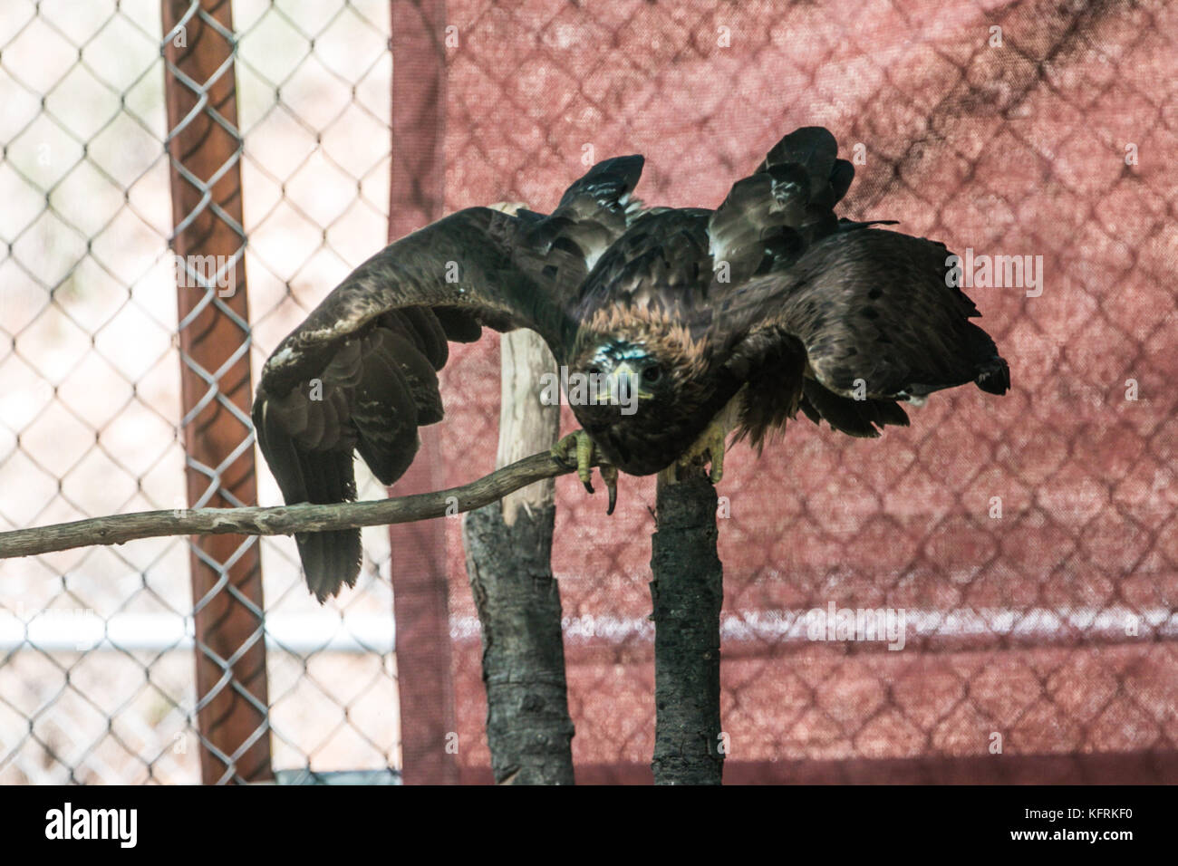 Un véritable aigle ou chrysaetos en captivité à l'intérieur d'un grand Cage iBird symbole du drapeau mexicain Banque D'Images
