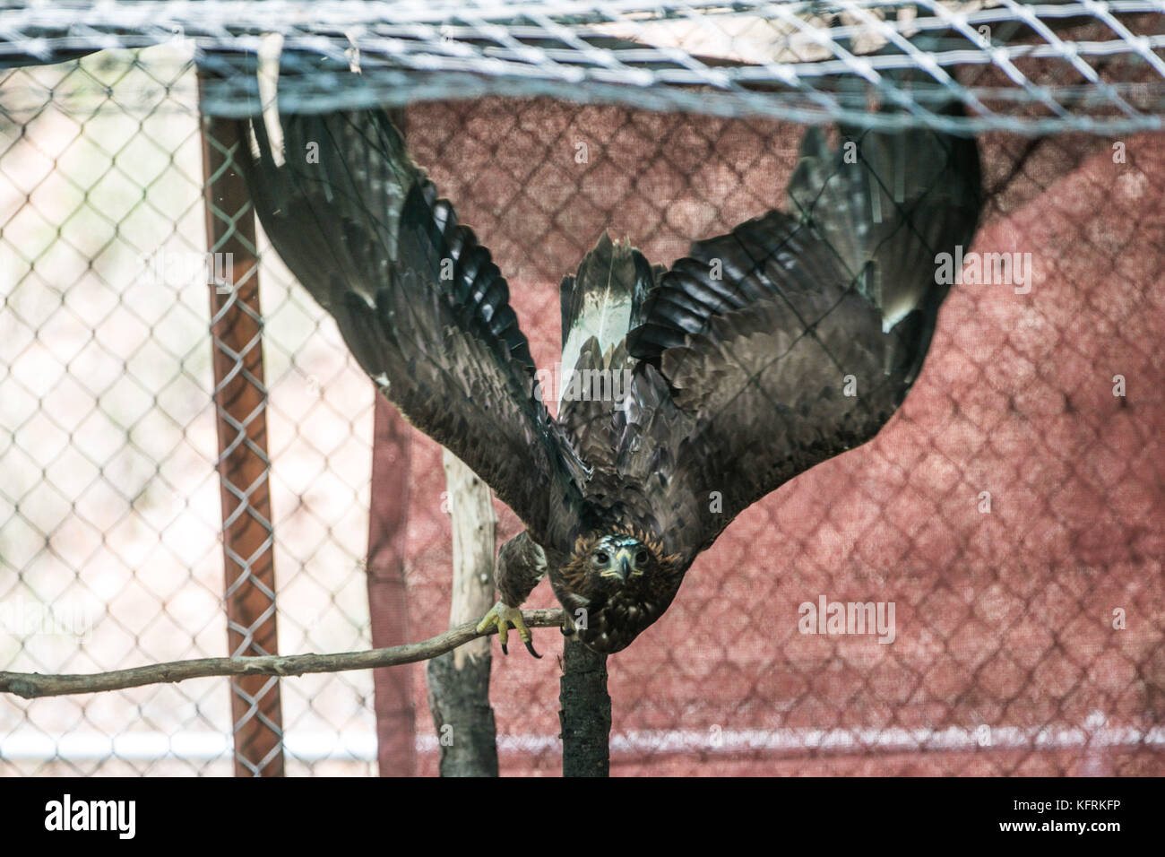 Un véritable aigle ou chrysaetos en captivité à l'intérieur d'un grand Cage iBird symbole du drapeau mexicain Banque D'Images