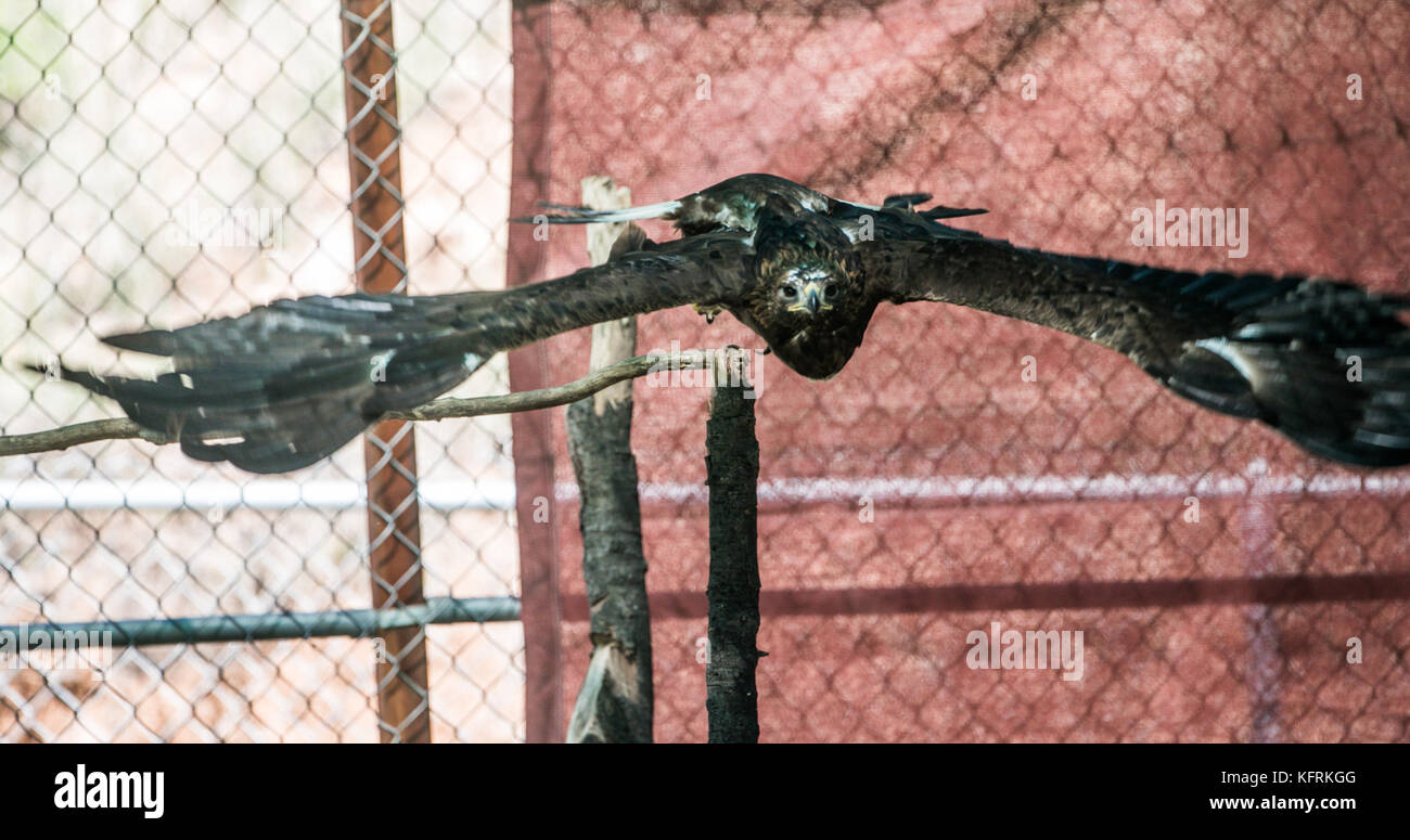 Un véritable aigle ou chrysaetos en captivité à l'intérieur d'un grand Cage iBird symbole du drapeau mexicain Banque D'Images