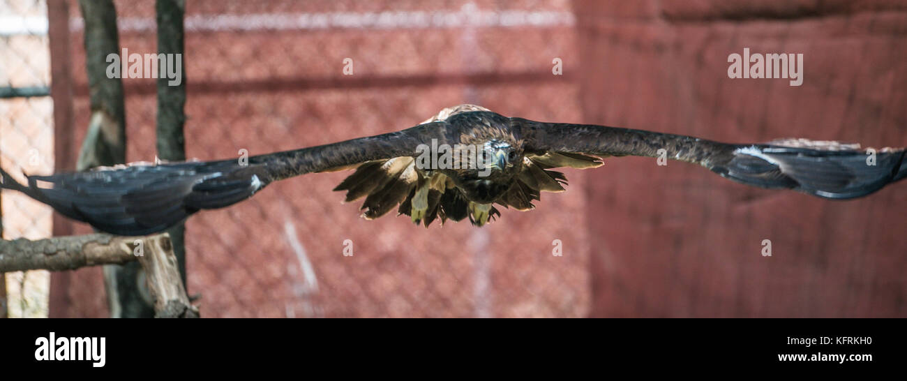 Un véritable aigle ou chrysaetos en captivité à l'intérieur d'un grand Cage iBird symbole du drapeau mexicain Banque D'Images