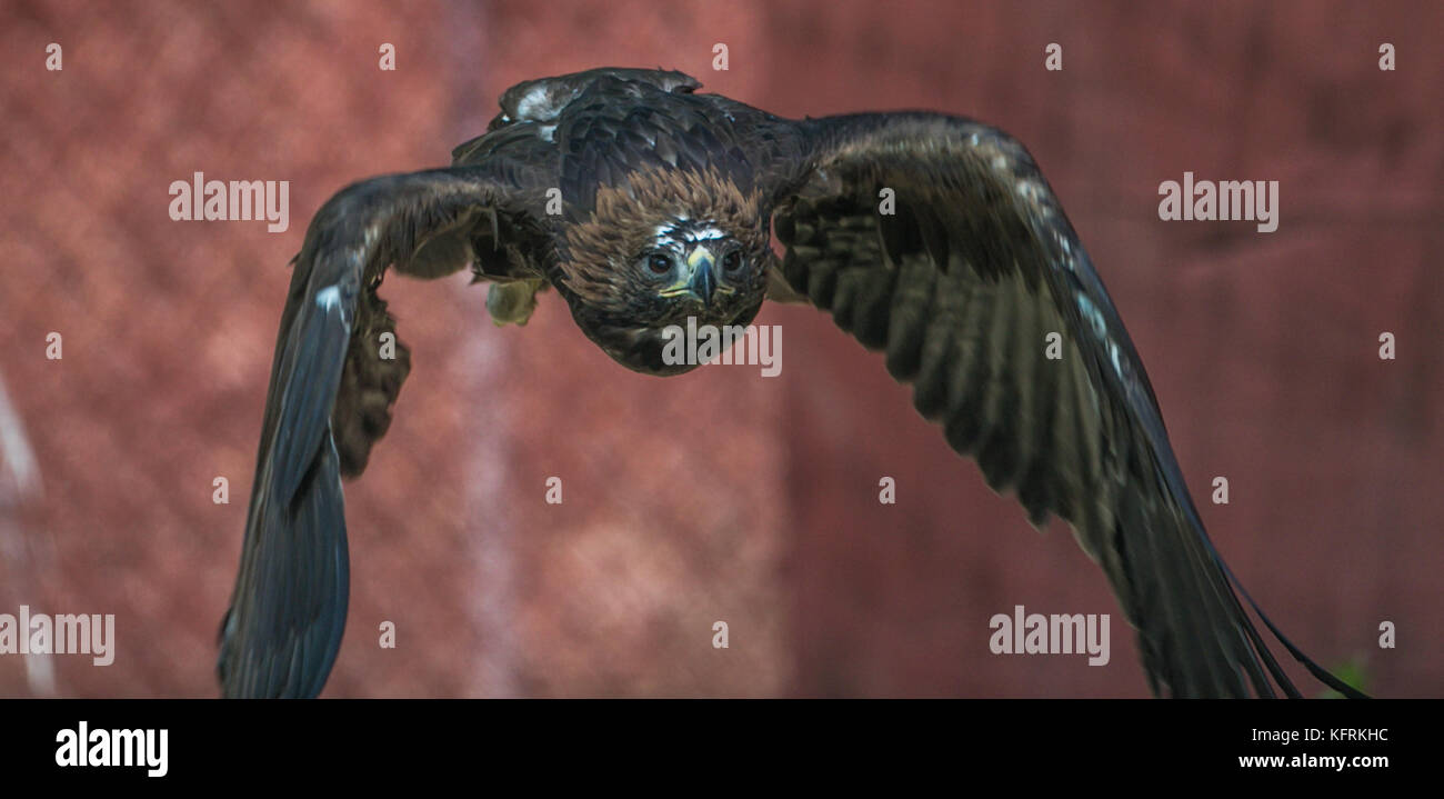 Un véritable aigle ou chrysaetos en captivité à l'intérieur d'un grand Cage iBird symbole du drapeau mexicain Banque D'Images