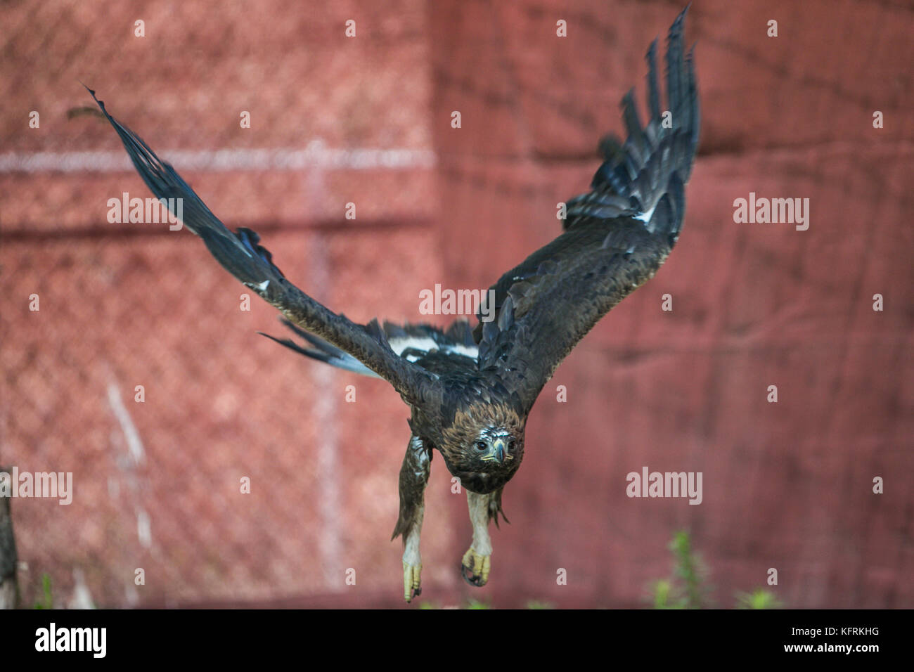 Un véritable aigle ou chrysaetos en captivité à l'intérieur d'un grand Cage iBird symbole du drapeau mexicain Banque D'Images