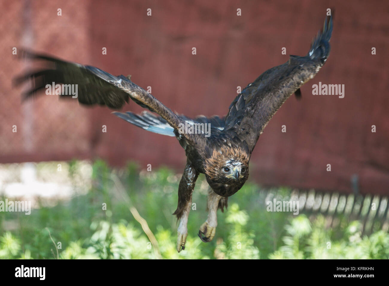Un véritable aigle ou chrysaetos en captivité à l'intérieur d'un grand Cage iBird symbole du drapeau mexicain Banque D'Images