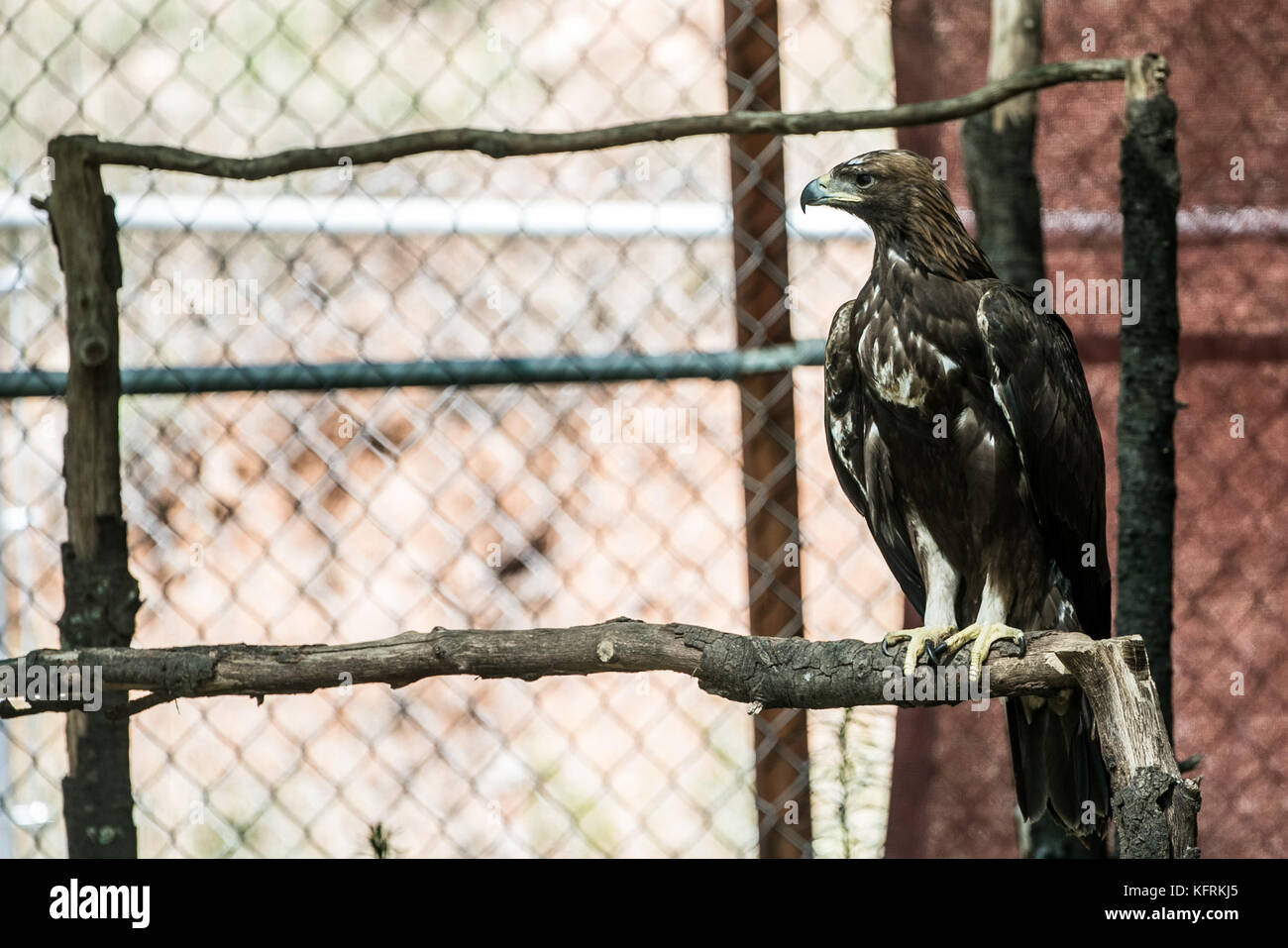 Un véritable aigle ou chrysaetos en captivité à l'intérieur d'un grand Cage iBird symbole du drapeau mexicain Banque D'Images