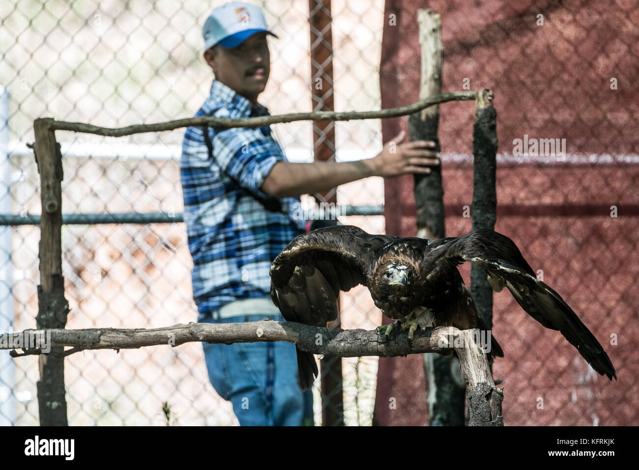 Un véritable aigle ou chrysaetos en captivité à l'intérieur d'un grand Cage iBird symbole du drapeau mexicain Banque D'Images