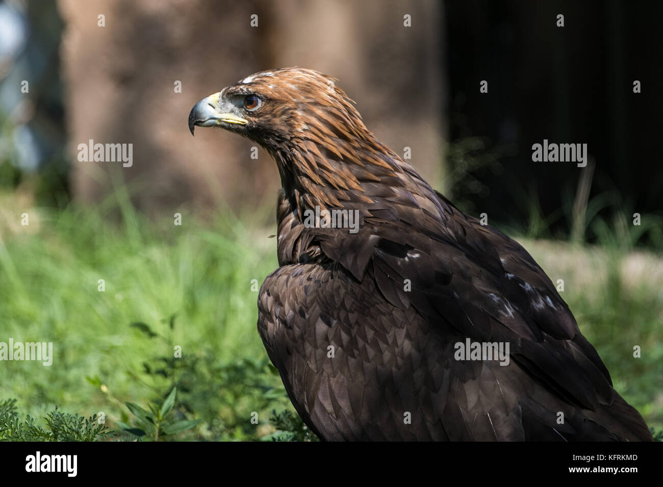 Un véritable aigle ou chrysaetos en captivité à l'intérieur d'un grand Cage iBird symbole du drapeau mexicain Banque D'Images