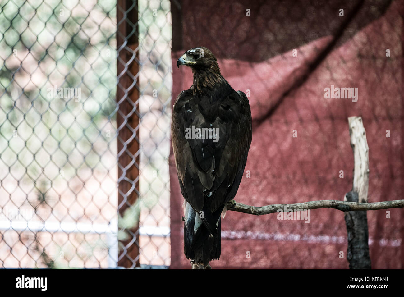 Un véritable aigle ou chrysaetos en captivité à l'intérieur d'un grand Cage iBird symbole du drapeau mexicain Banque D'Images
