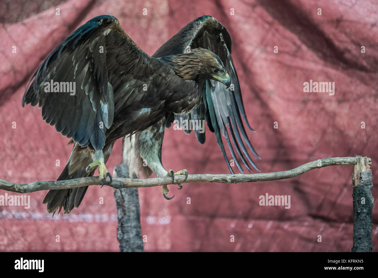 Un véritable aigle ou chrysaetos en captivité à l'intérieur d'un grand Cage iBird symbole du drapeau mexicain Banque D'Images
