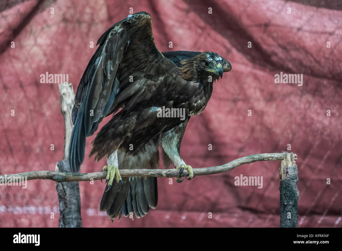 Un véritable aigle ou chrysaetos en captivité à l'intérieur d'un grand Cage iBird symbole du drapeau mexicain Banque D'Images