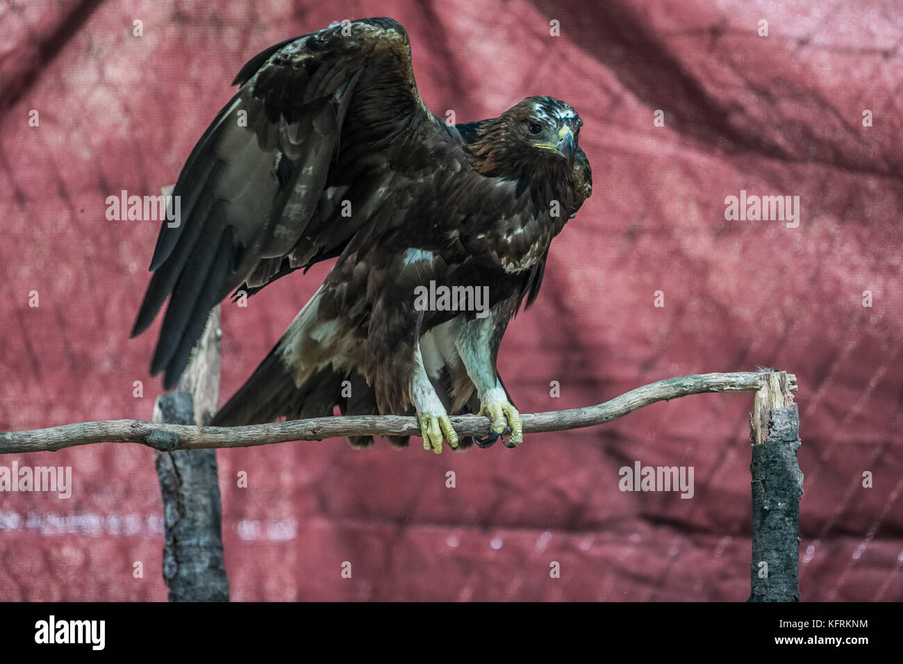 Un véritable aigle ou chrysaetos en captivité à l'intérieur d'un grand Cage iBird symbole du drapeau mexicain Banque D'Images