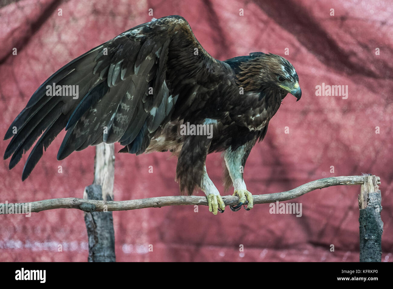 Un véritable aigle ou chrysaetos en captivité à l'intérieur d'un grand Cage iBird symbole du drapeau mexicain Banque D'Images