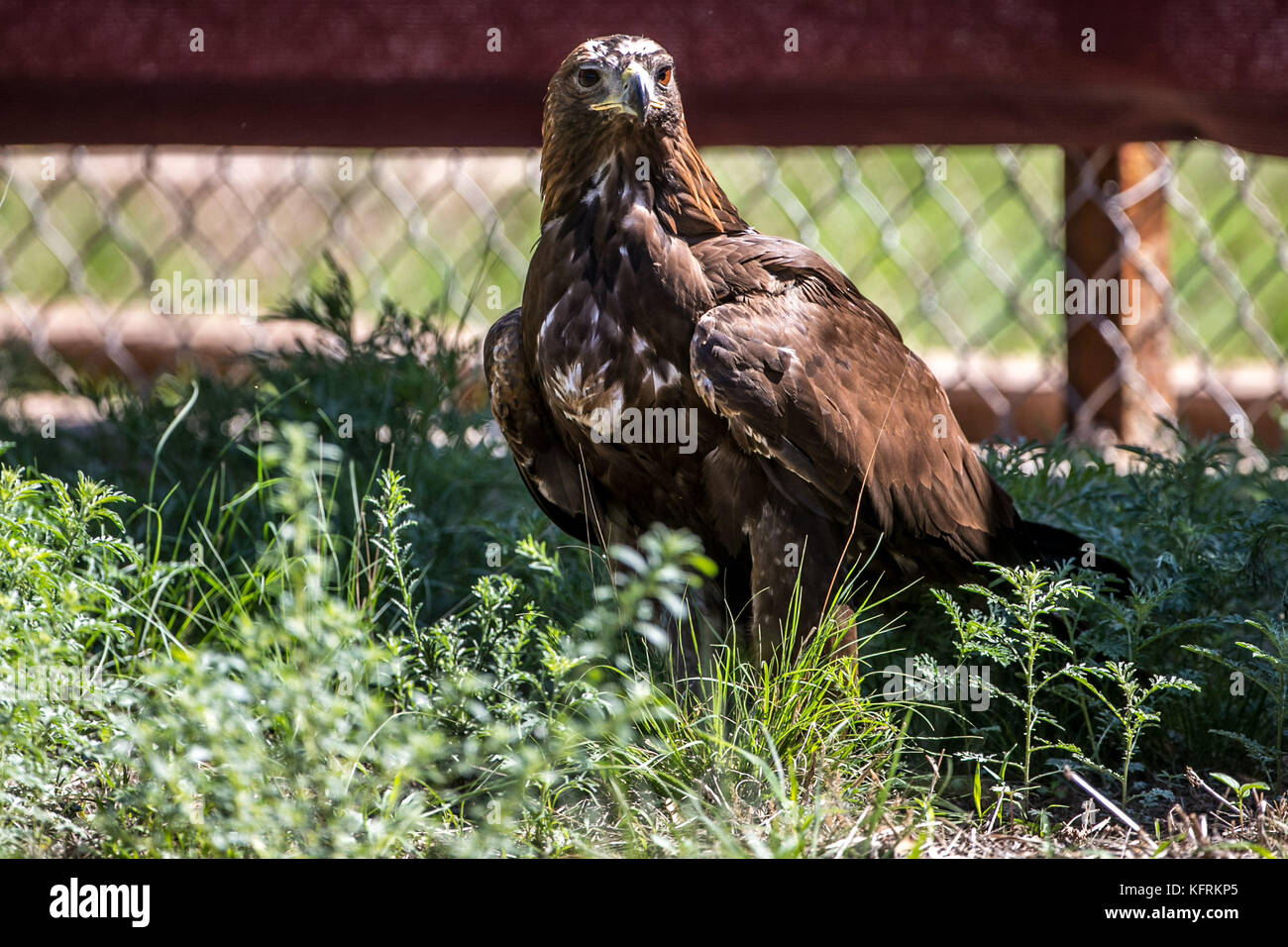 Un véritable aigle ou chrysaetos en captivité à l'intérieur d'un grand Cage iBird symbole du drapeau mexicain Banque D'Images