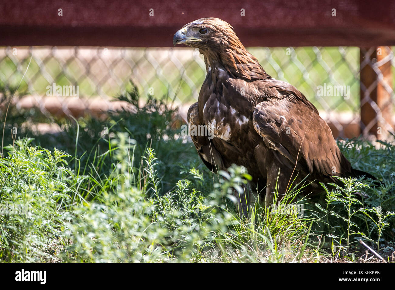 Un véritable aigle ou chrysaetos en captivité à l'intérieur d'un grand Cage iBird symbole du drapeau mexicain Banque D'Images
