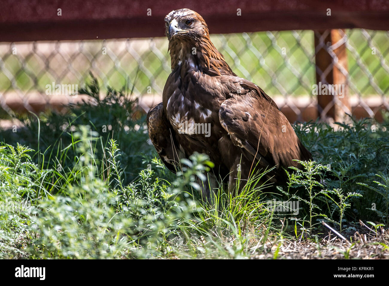 Un véritable aigle ou chrysaetos en captivité à l'intérieur d'un grand Cage iBird symbole du drapeau mexicain Banque D'Images