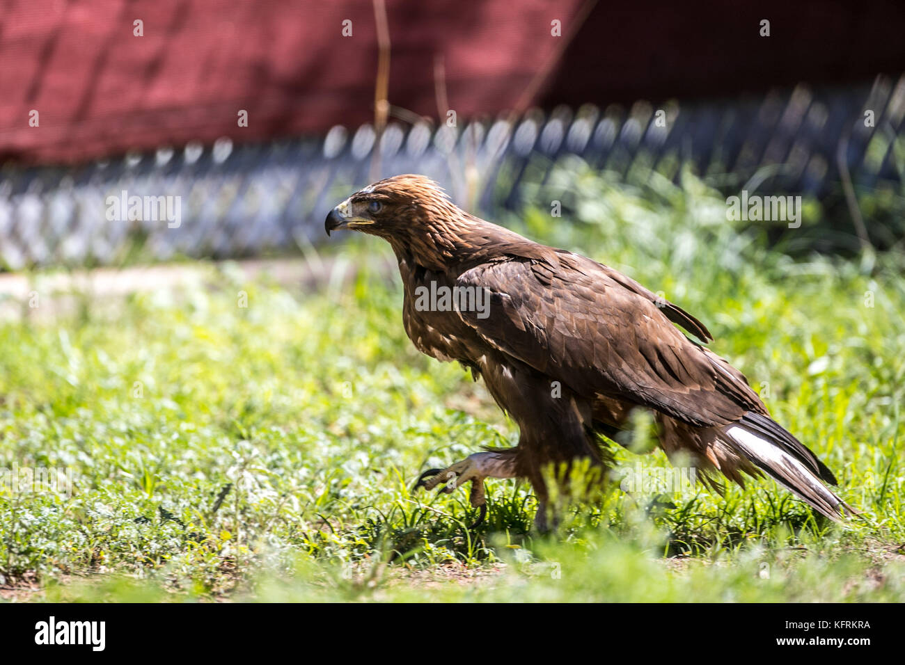 Un véritable aigle ou chrysaetos en captivité à l'intérieur d'un grand Cage iBird symbole du drapeau mexicain Banque D'Images