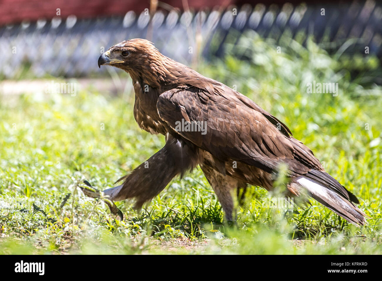 Un véritable aigle ou chrysaetos en captivité à l'intérieur d'un grand Cage iBird symbole du drapeau mexicain Banque D'Images