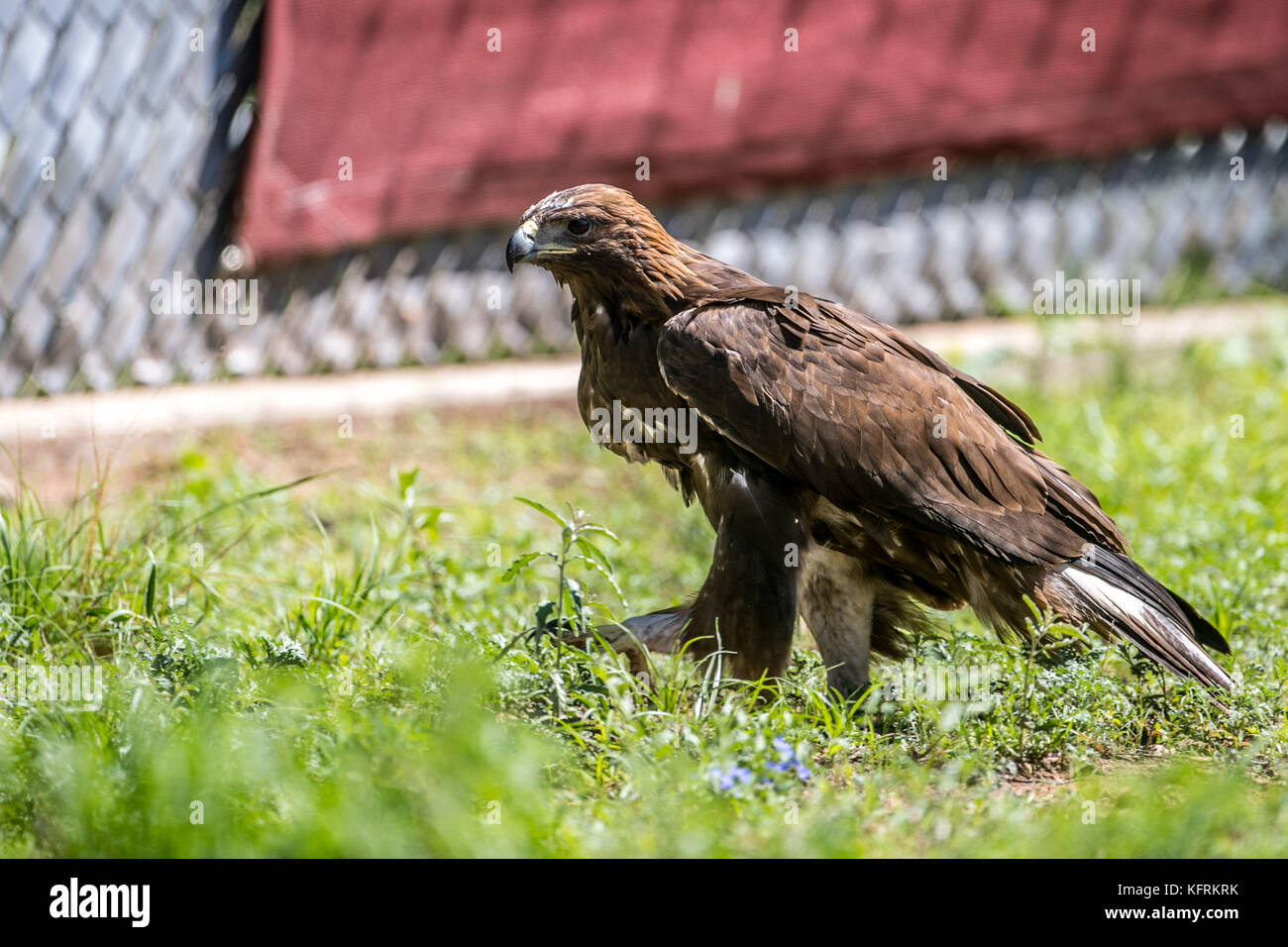 Un véritable aigle ou chrysaetos en captivité à l'intérieur d'un grand Cage iBird symbole du drapeau mexicain Banque D'Images