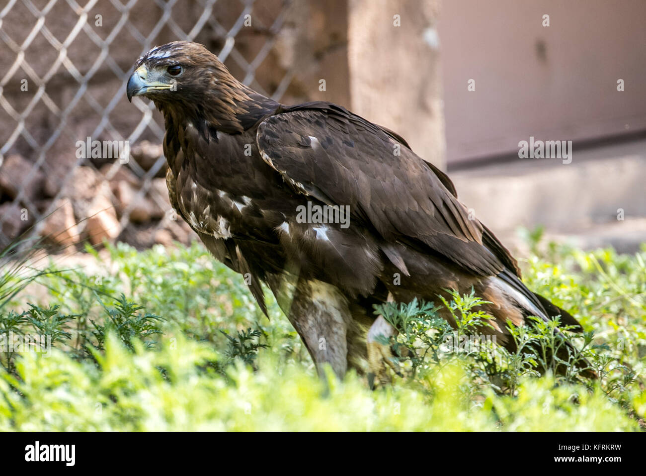 Un véritable aigle ou chrysaetos en captivité à l'intérieur d'un grand Cage iBird symbole du drapeau mexicain Banque D'Images