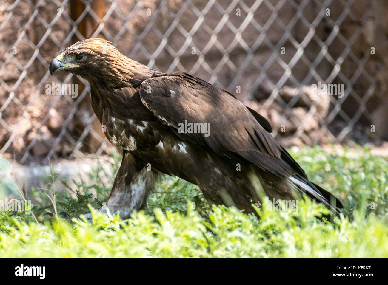 Un véritable aigle ou chrysaetos en captivité à l'intérieur d'un grand Cage iBird symbole du drapeau mexicain Banque D'Images