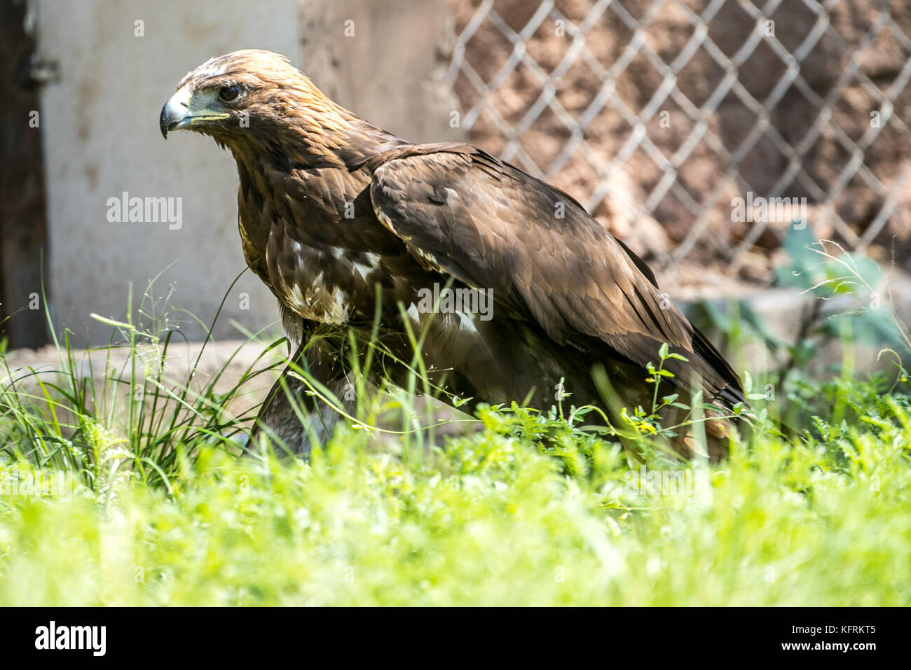 Un véritable aigle ou chrysaetos en captivité à l'intérieur d'un grand Cage iBird symbole du drapeau mexicain Banque D'Images