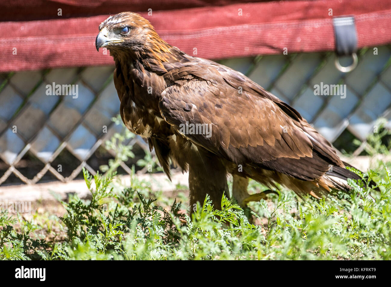 Un véritable aigle ou chrysaetos en captivité à l'intérieur d'un grand Cage iBird symbole du drapeau mexicain Banque D'Images