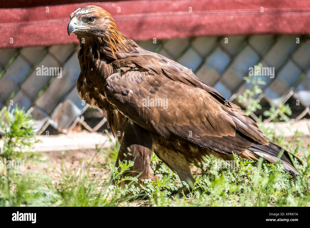 Un véritable aigle ou chrysaetos en captivité à l'intérieur d'un grand Cage iBird symbole du drapeau mexicain Banque D'Images