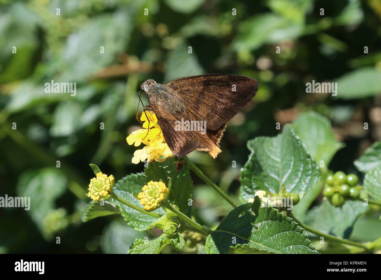 Astraptes Anaphus Banque D Image Et Photos Alamy Последние твиты от porphyrogene (@porphyrogene). alamy