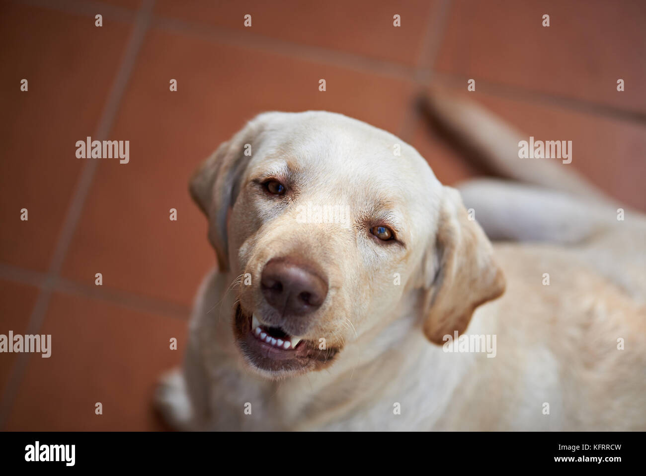 Portrait de chien labrador heureux vue ci-dessus. Une belle brune retriever Banque D'Images