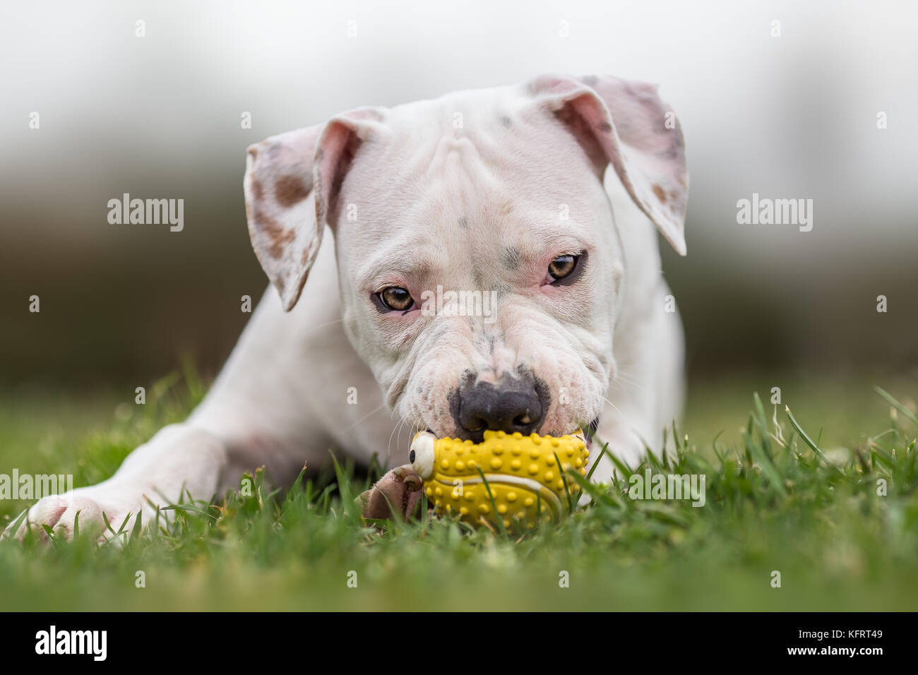 Totalement blanc American Staffordshire terrier Banque D'Images