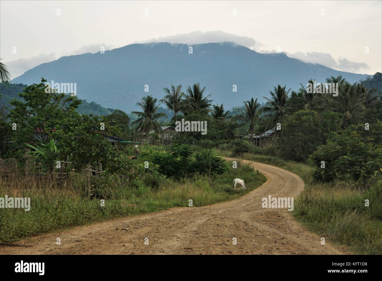Paysage cambodgien avec palmiers et cocotiers / une montagne Banque D'Images