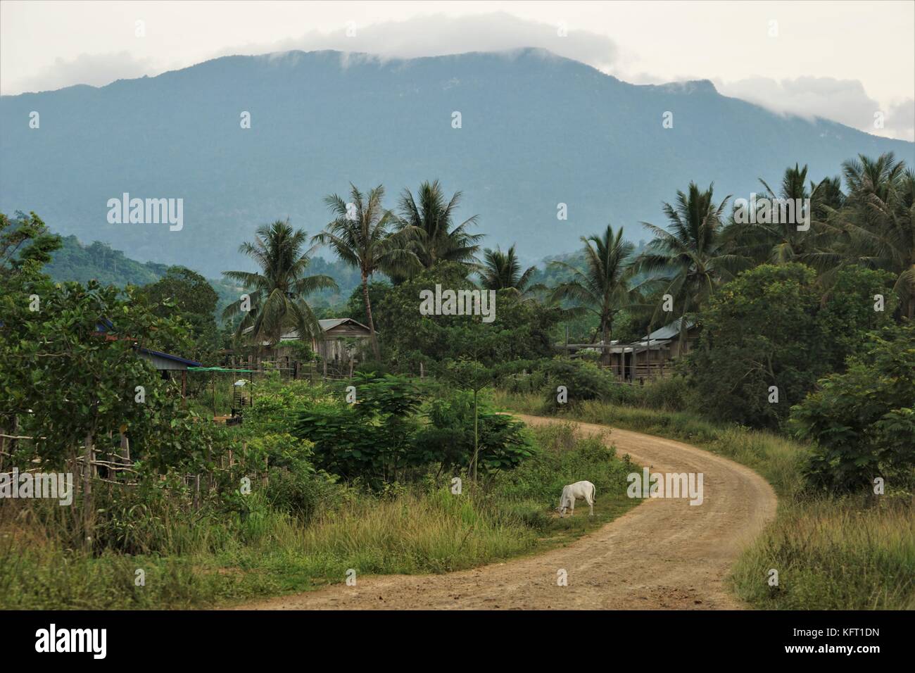 Paysage cambodgien avec palmiers et cocotiers / une montagne Banque D'Images