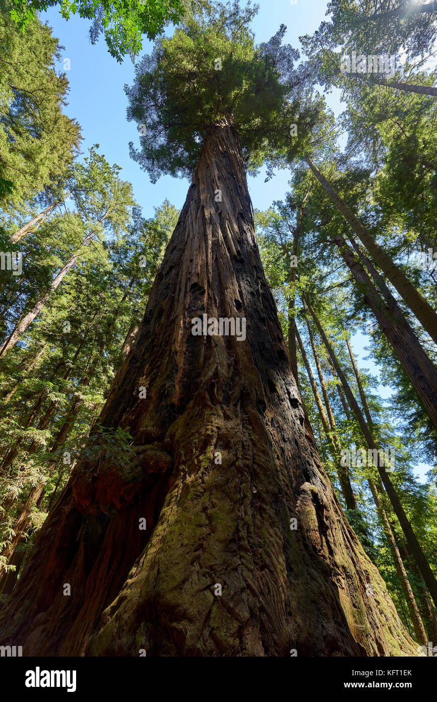 La taille de ces arbres Séquoia est humiliant et awe-inspiring Banque D'Images