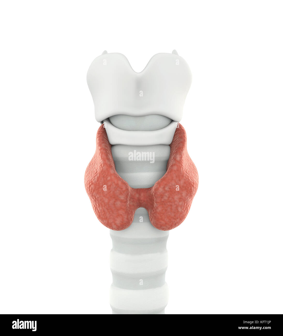 Les droits de l'anatomie de la glande thyroïde illustration Banque D'Images