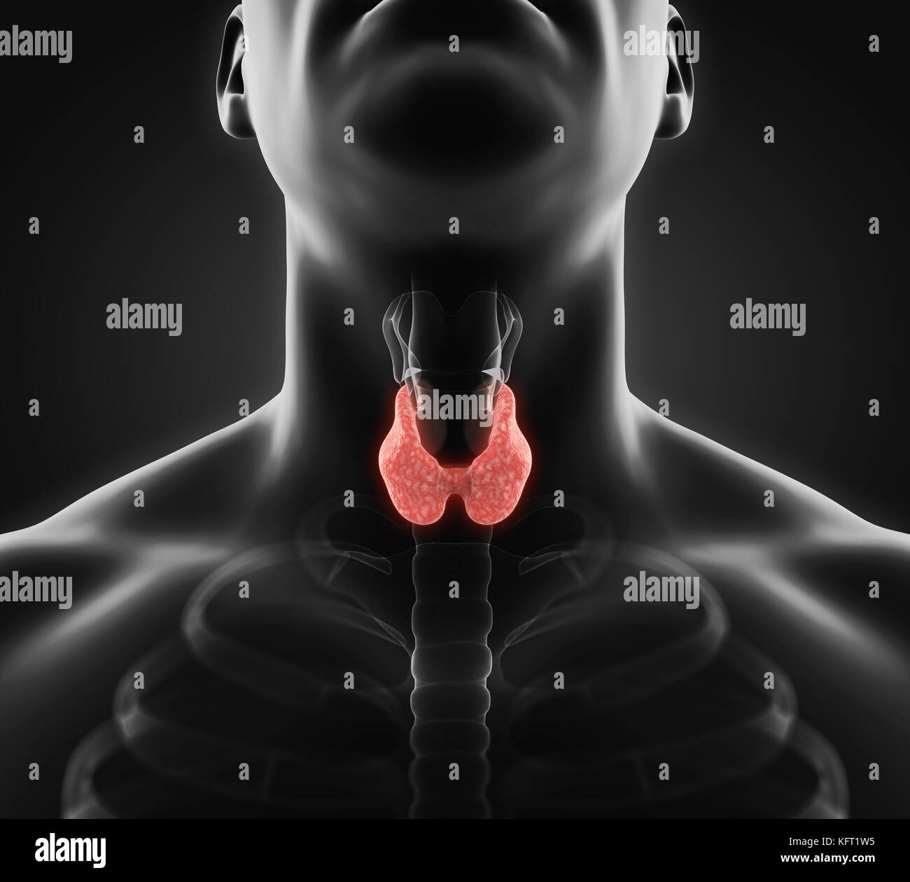 Les droits de l'anatomie de la glande thyroïde illustration Banque D'Images